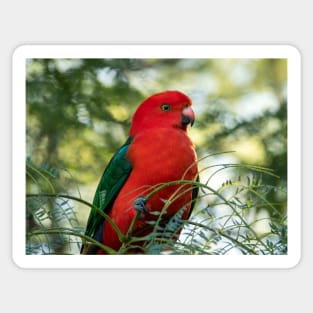 Male King Parrot: Birds of Australia Sticker